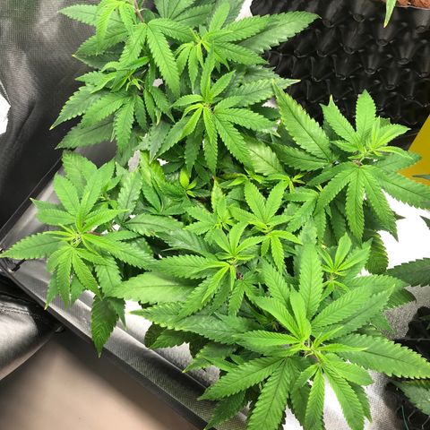 Amnesia Haze growlog timeline photo