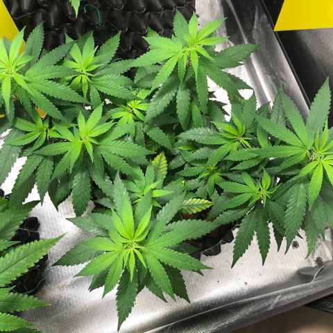 Cheese growlog timeline photo