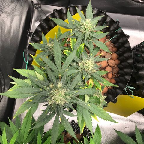 Zkittlez Express growlog timeline photo