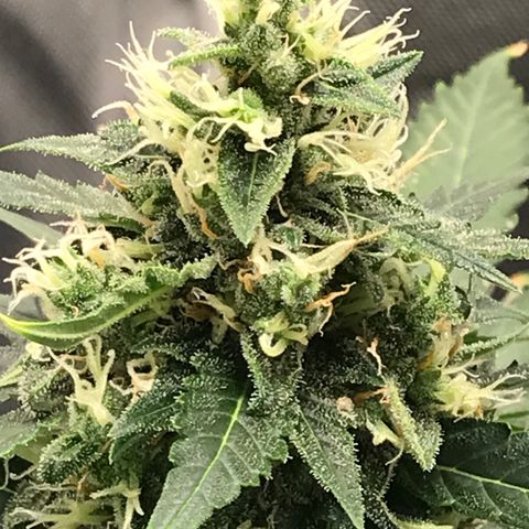 Zkittlez Express growlog timeline photo