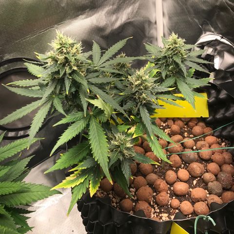 Zkittlez Express growlog timeline photo
