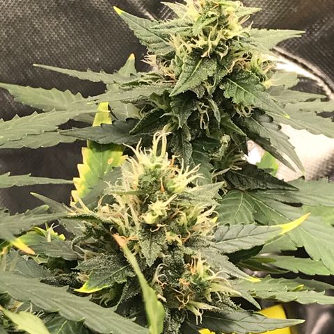 Zkittlez Express growlog timeline photo