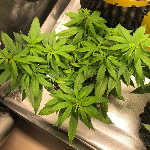 Amnesia Haze growlog timeline photo