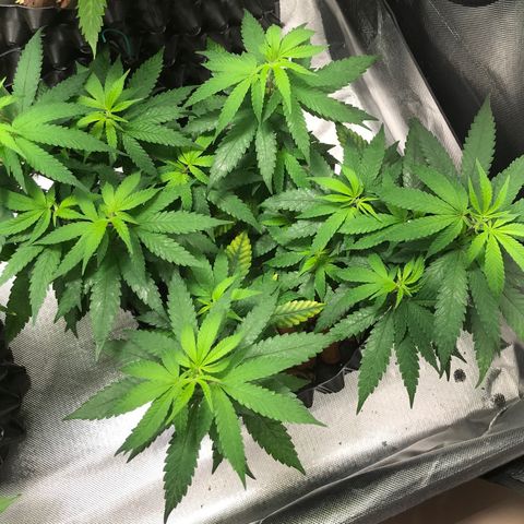 Cheese growlog timeline photo