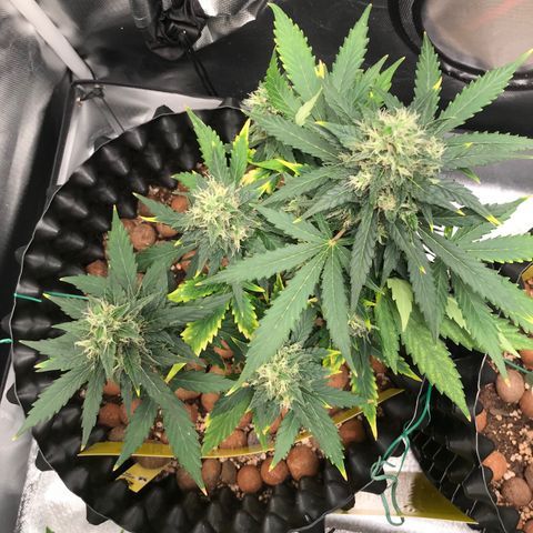 Zkittlez Express growlog timeline photo