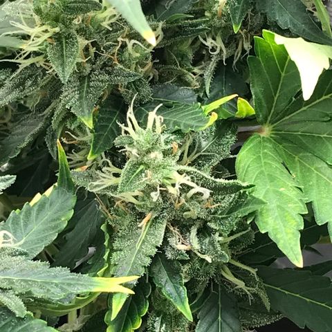Zkittlez Express growlog timeline photo
