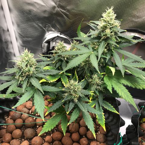 Zkittlez Express growlog timeline photo