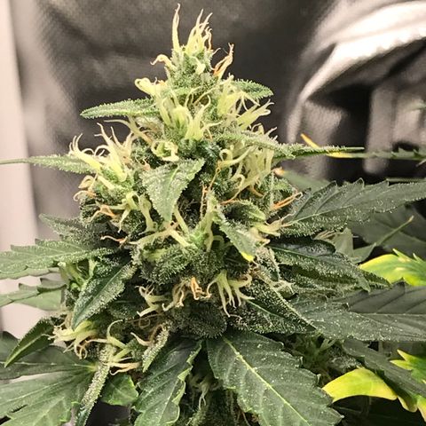 Zkittlez Express growlog timeline photo