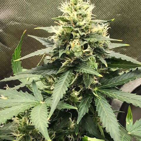 Zkittlez Express growlog timeline photo