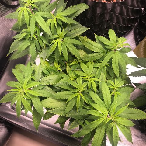 Amnesia Haze growlog timeline photo