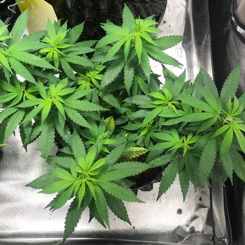 Cheese growlog timeline photo