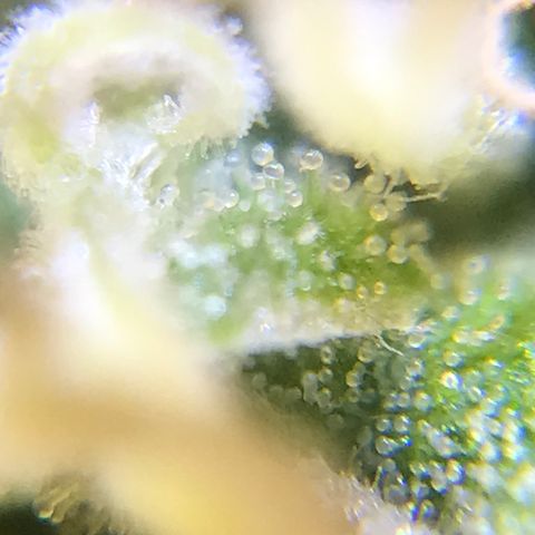 Zkittlez Express growlog timeline photo