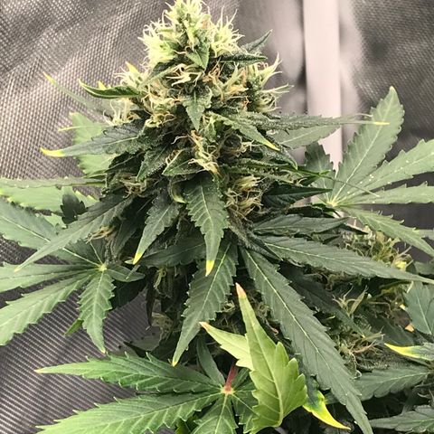 Zkittlez Express growlog timeline photo