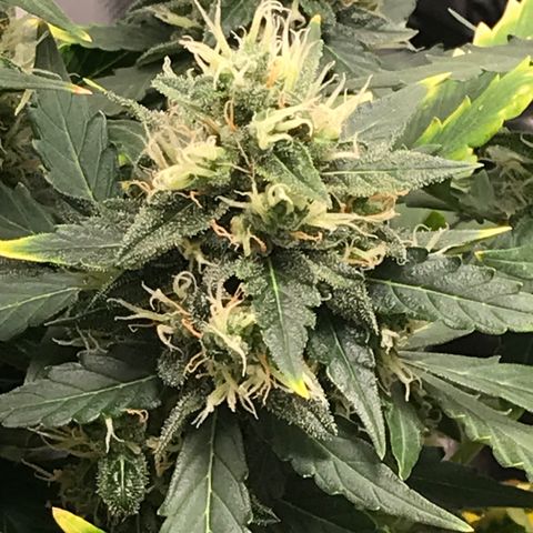Zkittlez Express growlog timeline photo