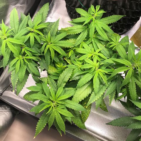 Amnesia Haze growlog timeline photo