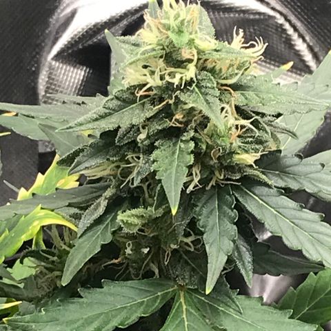 Zkittlez Express growlog timeline photo