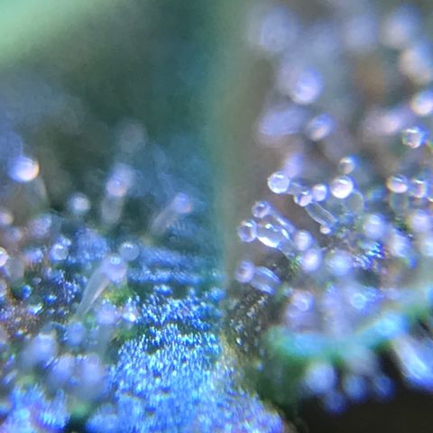 Zkittlez Express growlog timeline photo