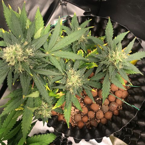 Zkittlez Express growlog timeline photo
