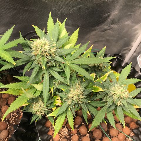 Zkittlez Express growlog timeline photo