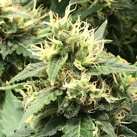 Zkittlez Express growlog timeline photo