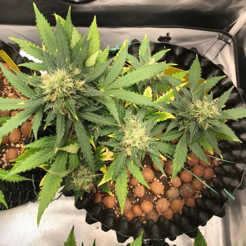 Zkittlez Express growlog timeline photo