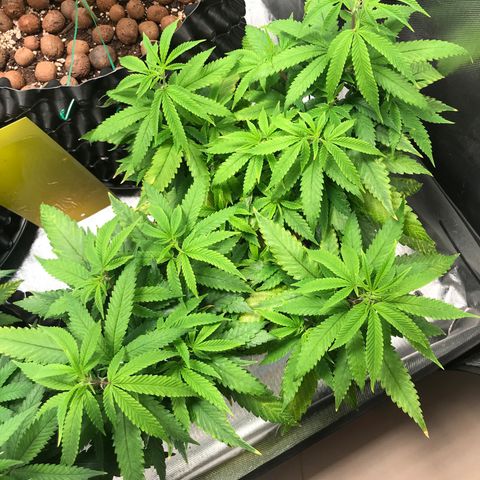 Amnesia Haze growlog timeline photo