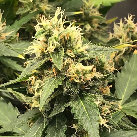 Zkittlez Express growlog timeline photo