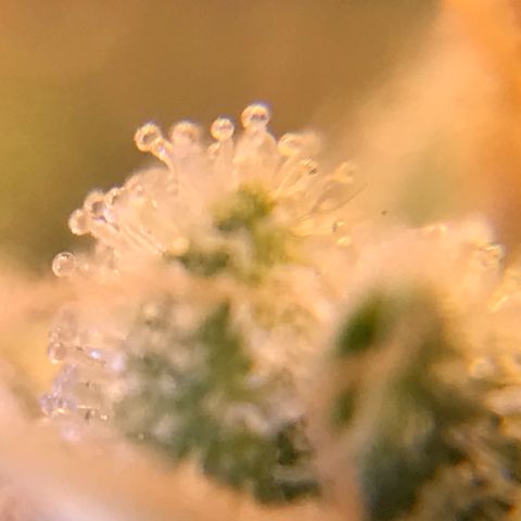 Zkittlez Express growlog timeline photo