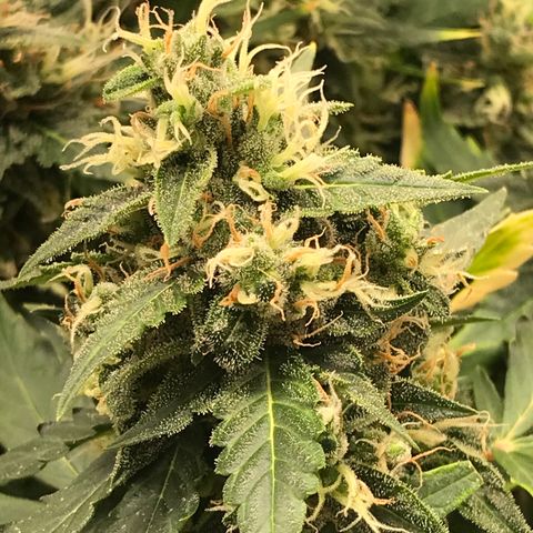 Zkittlez Express growlog timeline photo