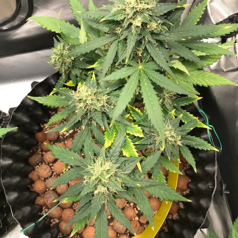 Zkittlez Express growlog timeline photo