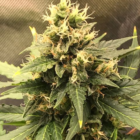 Zkittlez Express growlog timeline photo