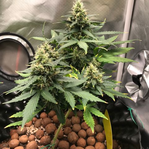 Zkittlez Express growlog timeline photo