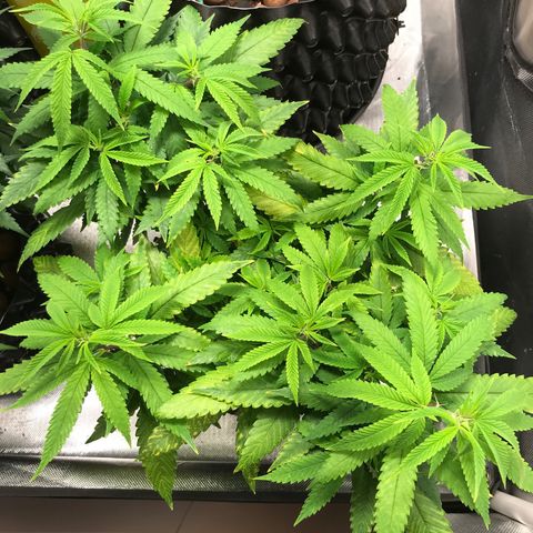 Amnesia Haze growlog timeline photo