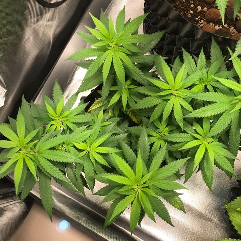 Cheese growlog timeline photo