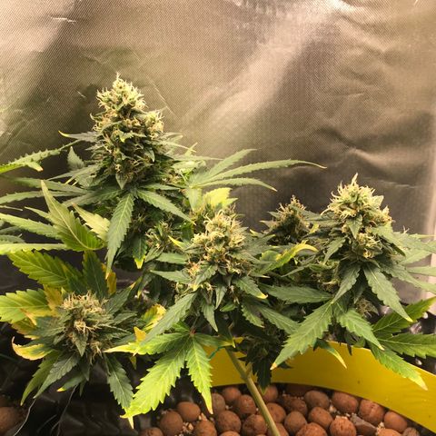 Zkittlez Express growlog timeline photo