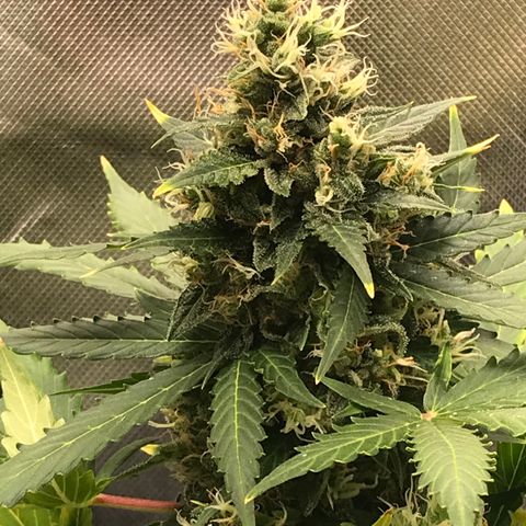 Zkittlez Express growlog timeline photo