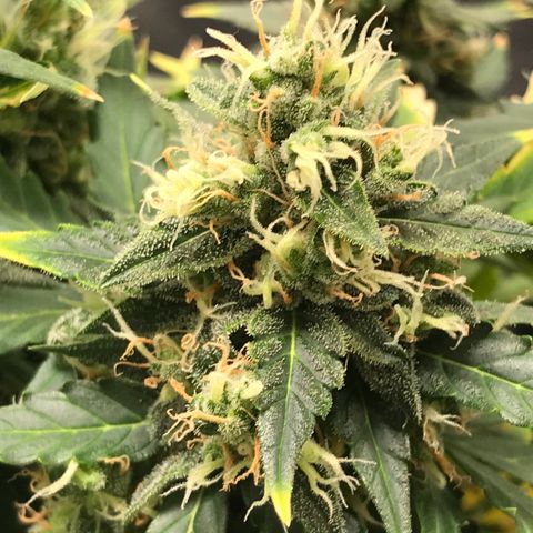 Zkittlez Express growlog timeline photo
