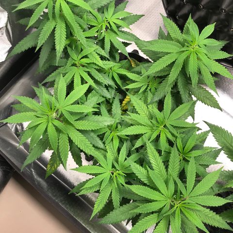 Cheese growlog timeline photo