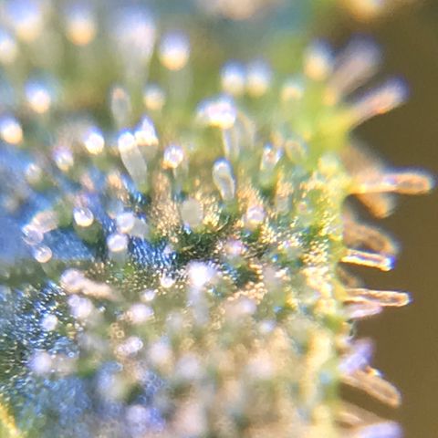 Zkittlez Express growlog timeline photo