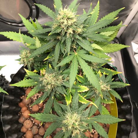 Zkittlez Express growlog timeline photo