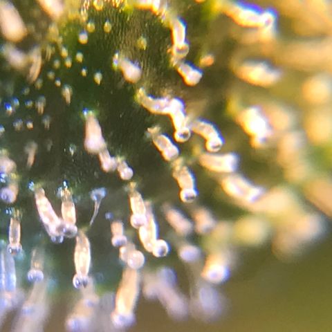 Zkittlez Express growlog timeline photo