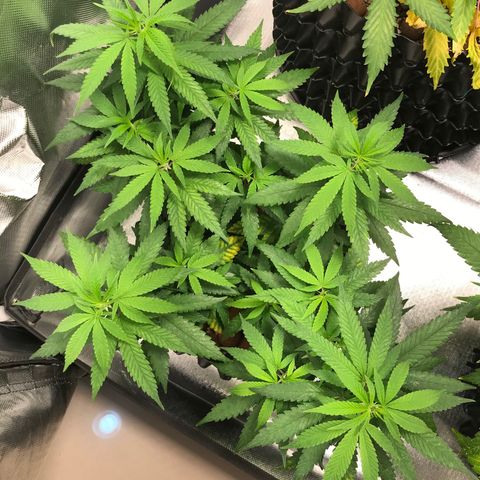 Cheese growlog timeline photo