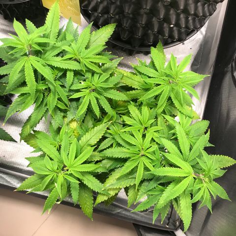 Amnesia Haze growlog timeline photo