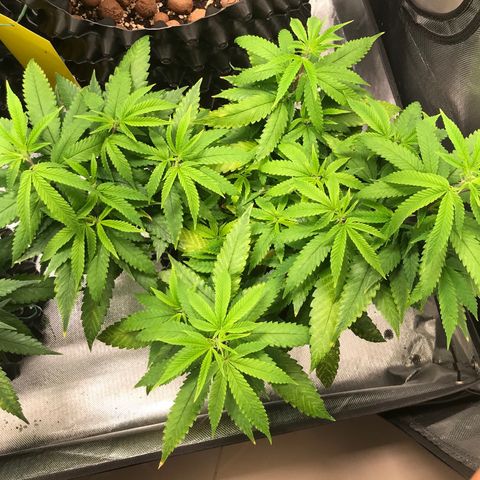 Amnesia Haze growlog timeline photo