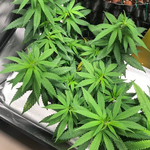 Cheese growlog timeline photo