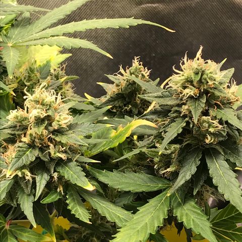 Zkittlez Express growlog timeline photo