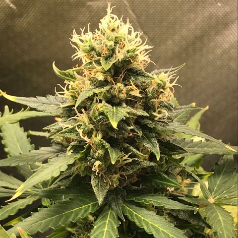 Zkittlez Express growlog timeline photo