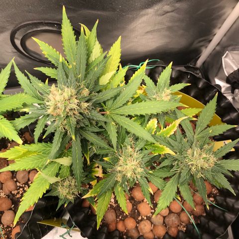 Zkittlez Express growlog timeline photo