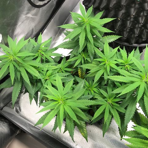 Cheese growlog timeline photo