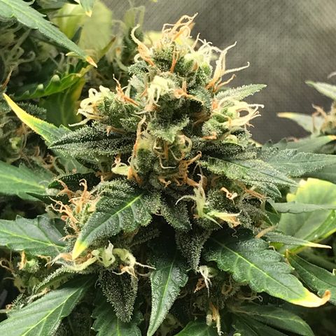 Zkittlez Express growlog timeline photo